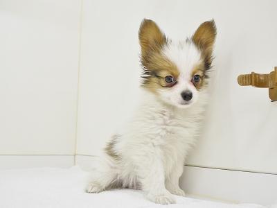 animal_image