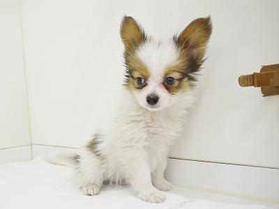 animal_image