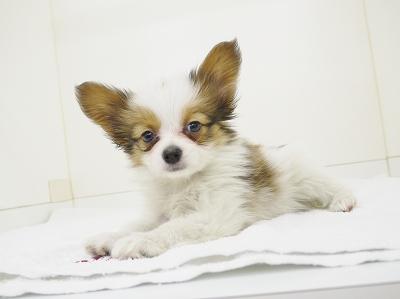 animal_image
