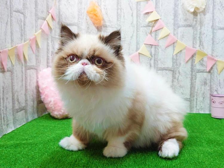 animal_image