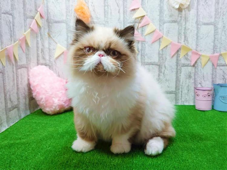 animal_image