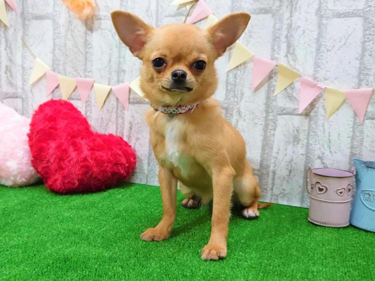 animal_image