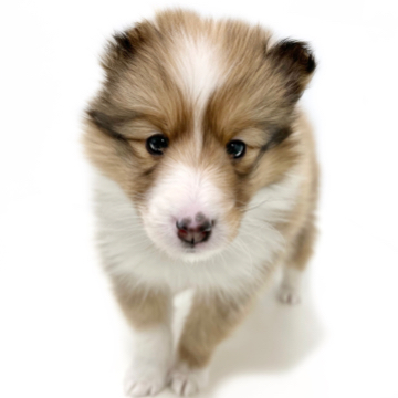 animal_image