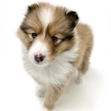 animal_image