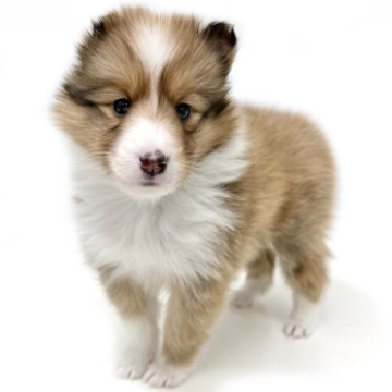animal_image