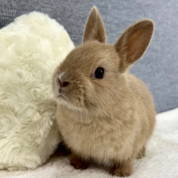 animal_image