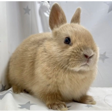animal_image