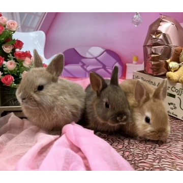 animal_image