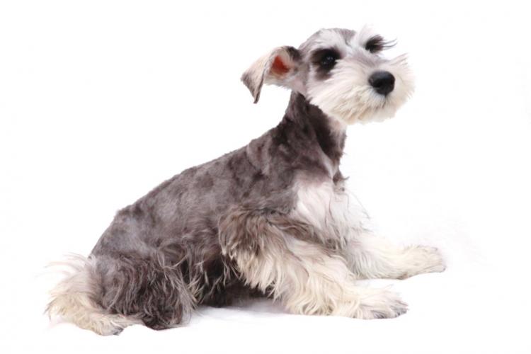 animal_image