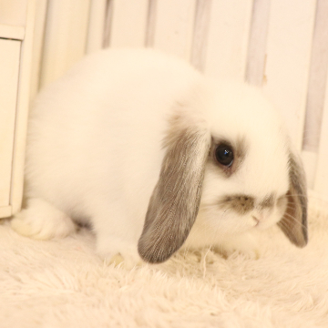 animal_image