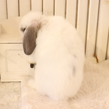 animal_image