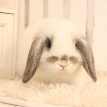 animal_image