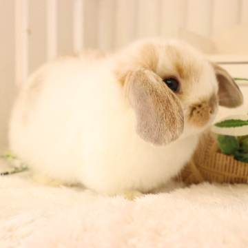 animal_image