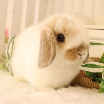 animal_image