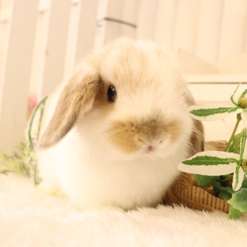 animal_image