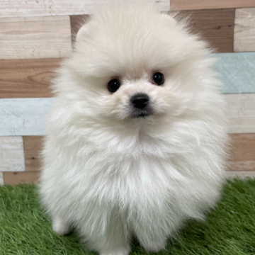 animal_image