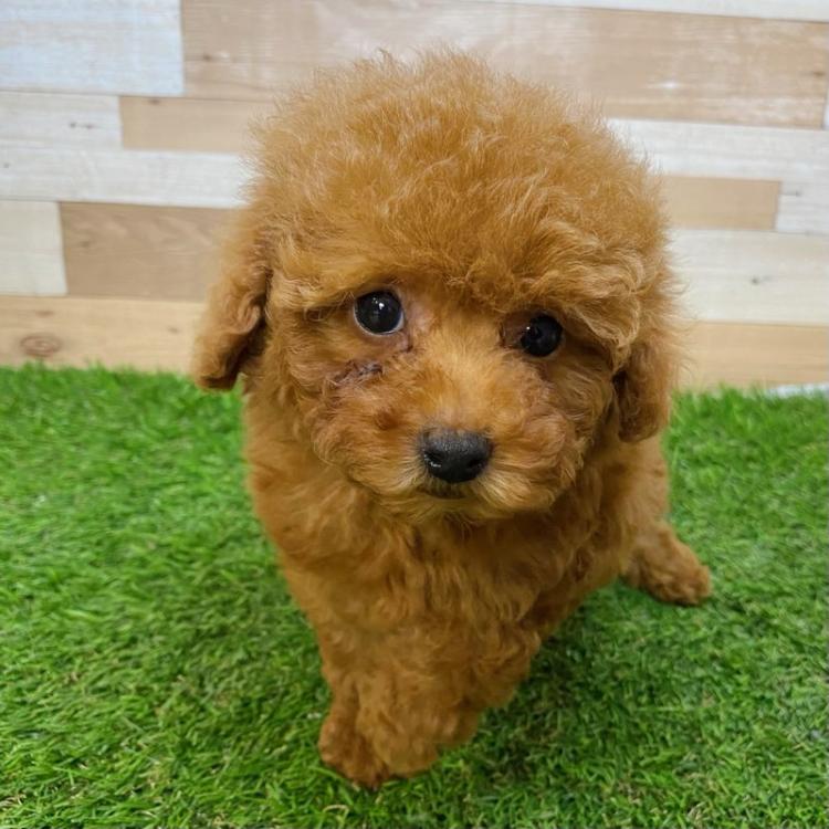 animal_image