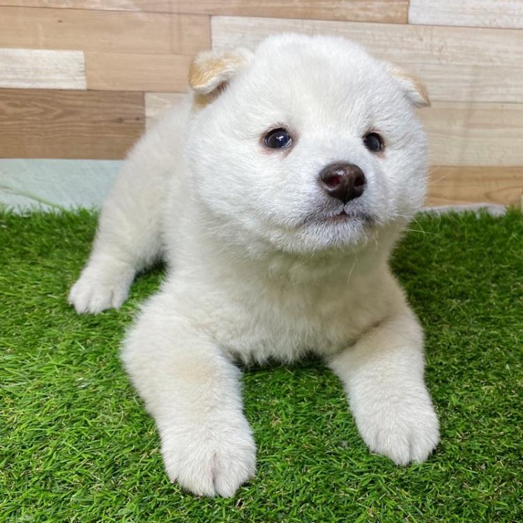 animal_image