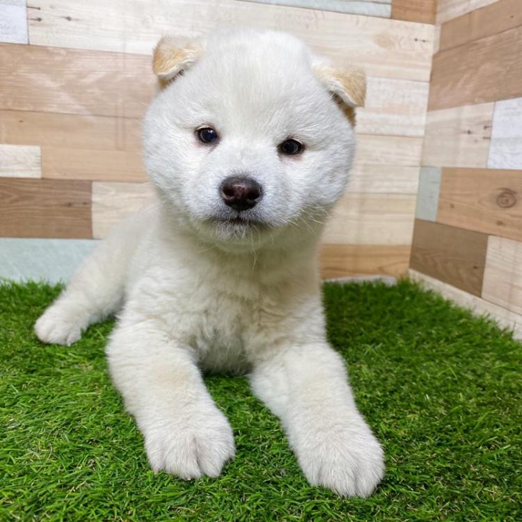animal_image