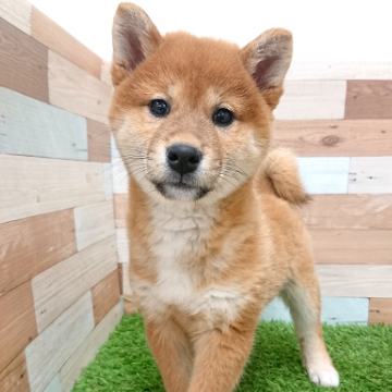 animal_image