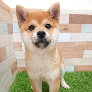 animal_image