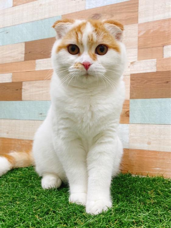 animal_image
