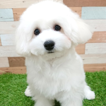 animal_image
