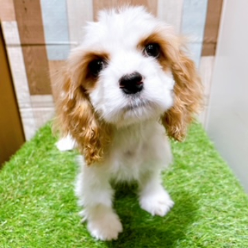 animal_image