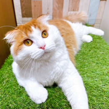 animal_image