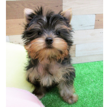 animal_image