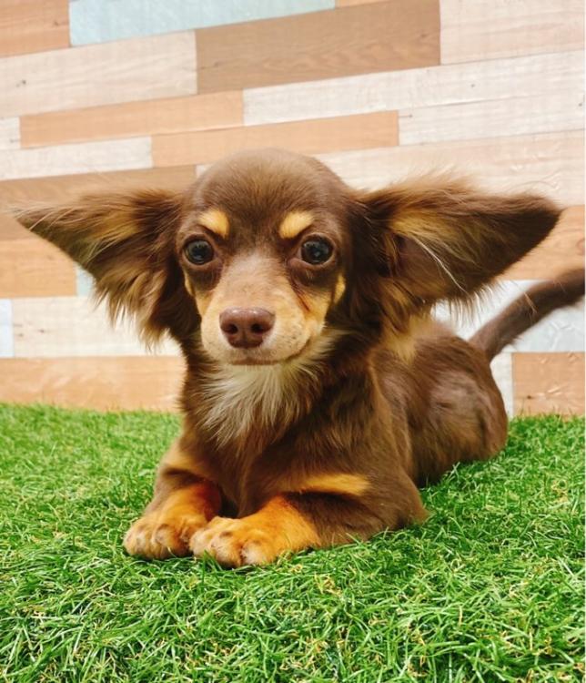 animal_image