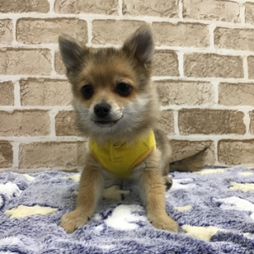 animal_image