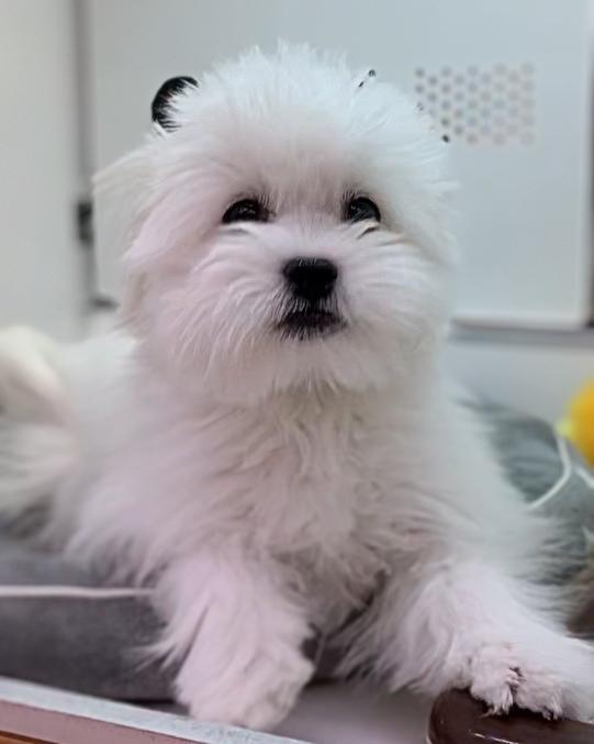 animal_image