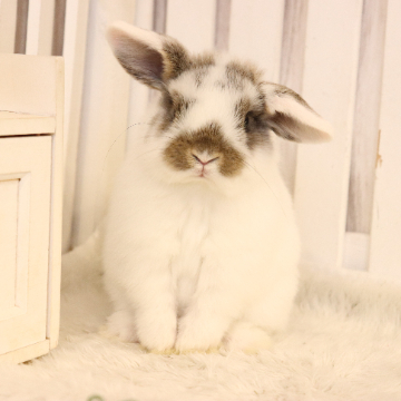 animal_image