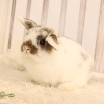 animal_image