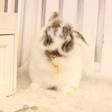 animal_image