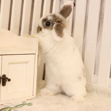 animal_image