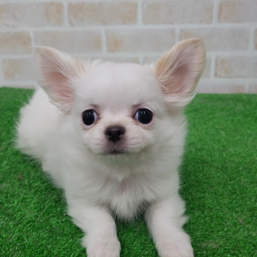 animal_image
