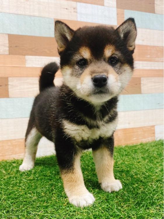 animal_image