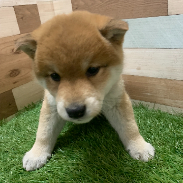 animal_image