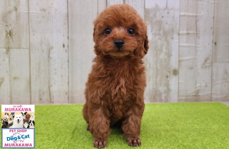 animal_image