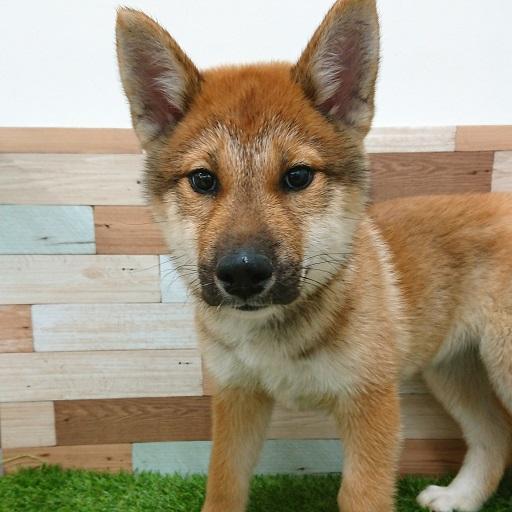animal_image