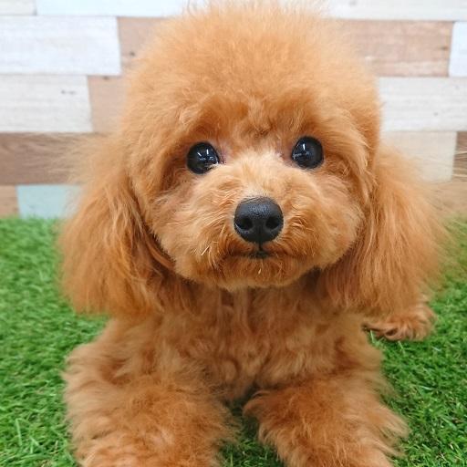 animal_image