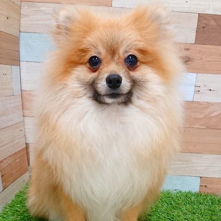 animal_image