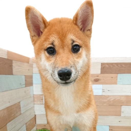 animal_image
