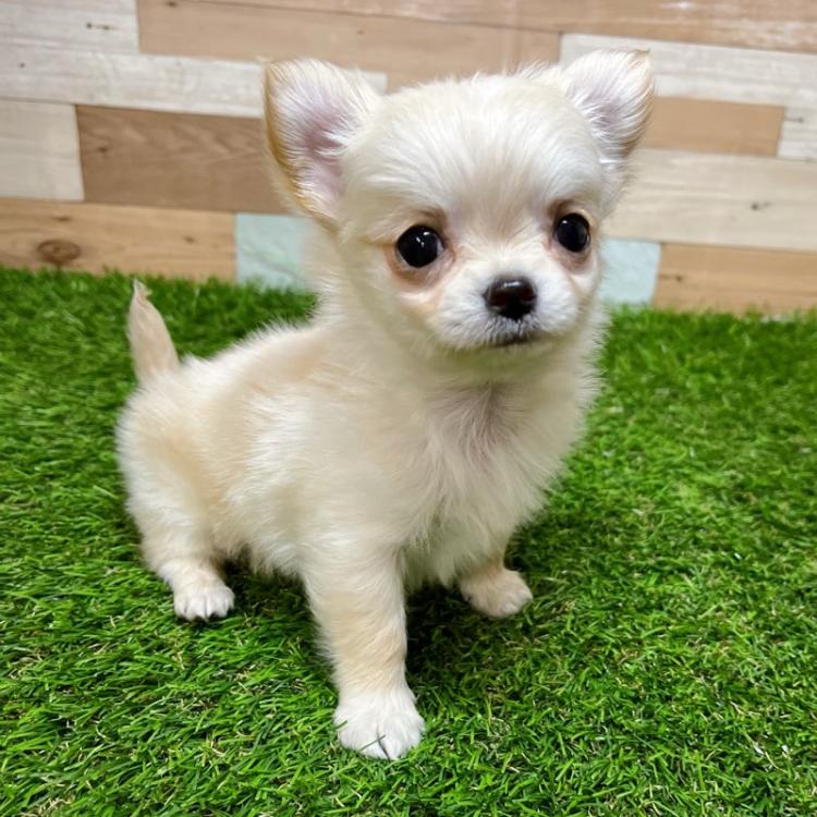 animal_image