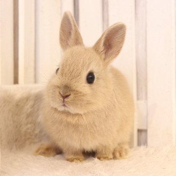 animal_image