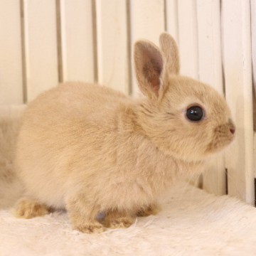animal_image