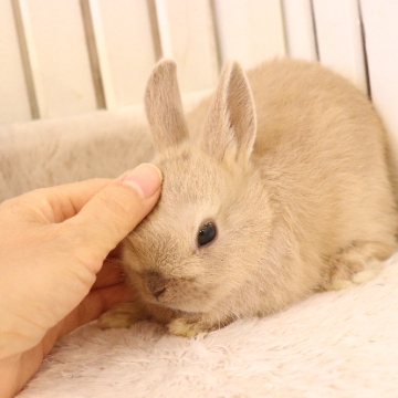 animal_image