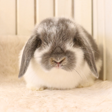 animal_image